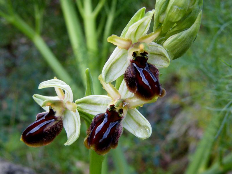 Passeggiate orchidologiche 2013